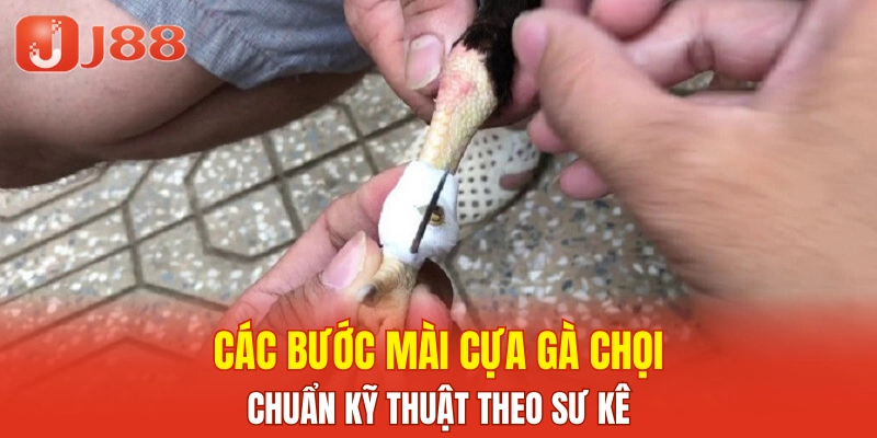 Các bước mài cựa gà chọi chuẩn kỹ thuật theo sư kê