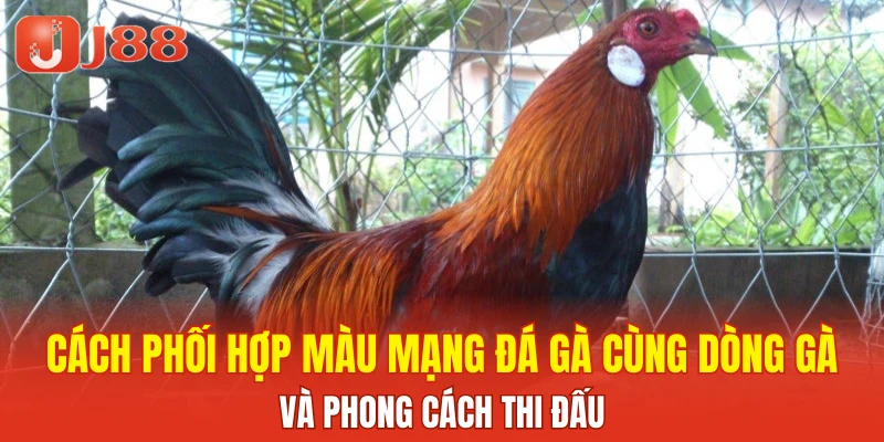 Cách phối hợp màu mạng đá gà cùng dòng gà và phong cách thi đấu