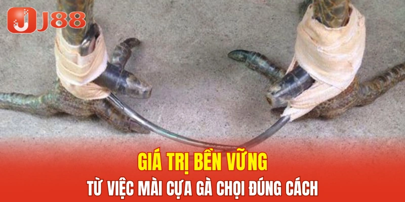 Giá trị bền vững từ việc mài cựa gà chọi đúng cách