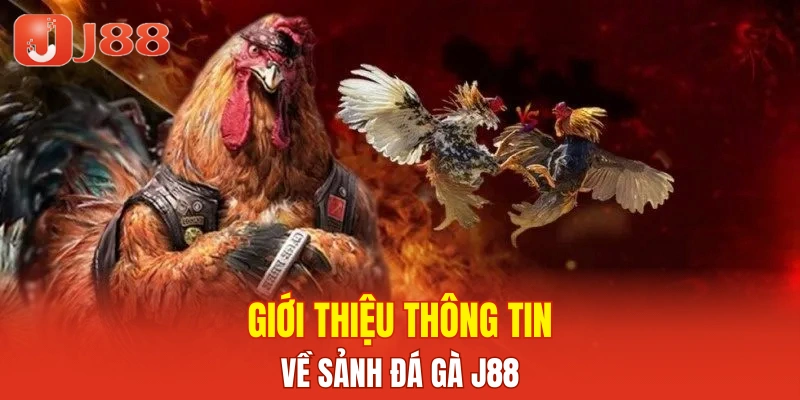 Giới thiệu thông tin về sảnh đá gà J88