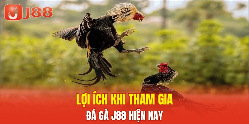 Lợi ích khi tham gia đá gà J88 hiện nay