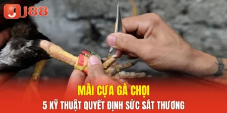 Mài Cựa Gà Chọi