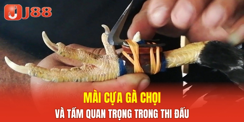 Mài cựa gà chọi và tầm quan trọng trong thi đấu
