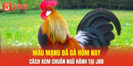 Màu Mạng Đá Gà Hôm Nay