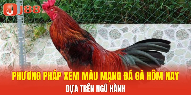 Phương pháp xem màu mạng đá gà hôm nay dựa trên ngũ hành